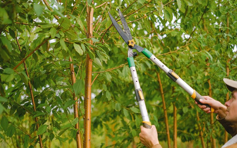 Tree trimming in Laurens, IA